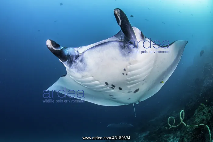 : Reef Manta Ray (Manta alfredi) Komodo National Park : Reef Manta Ray (Manta alfredi) Komodo National Park