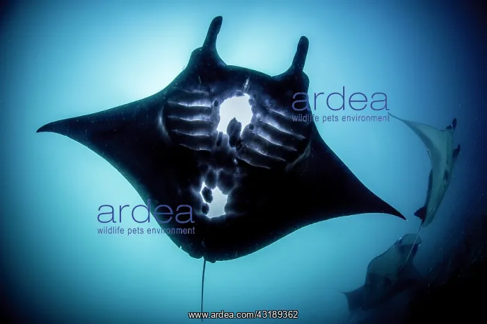  : Reef Manta Ray (Manta alfredi) Komodo National Park