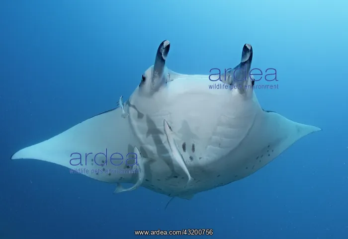  : Reef manta ray (Mobula alfredi) in the blue, Tahiti