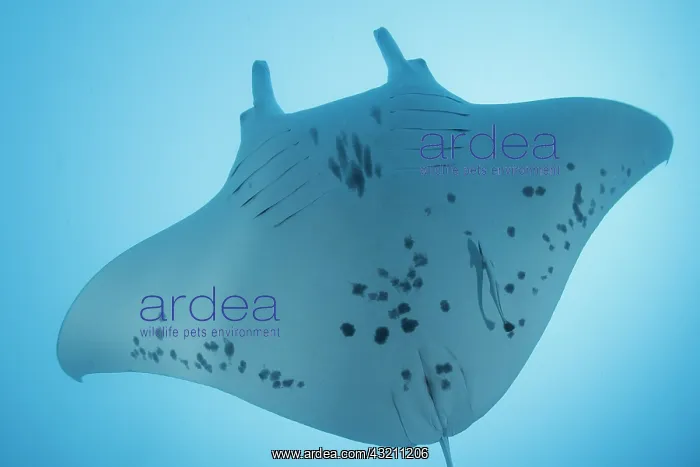 : Reef manta ray (Mobula alfredi) in the blue, Tahiti : Reef manta ray (Mobula alfredi) in the blue, Tahiti