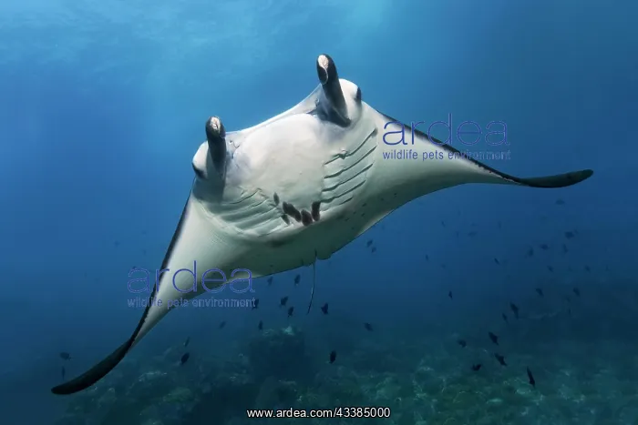  : Reef manta ray (Mobula alfredi), frontal, from front