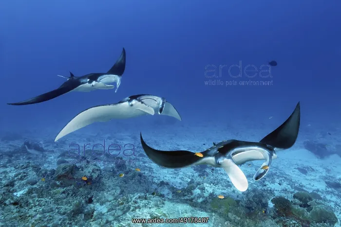 : Three reef manta rays (Mobula alfredi) : Three reef manta rays (Mobula alfredi)