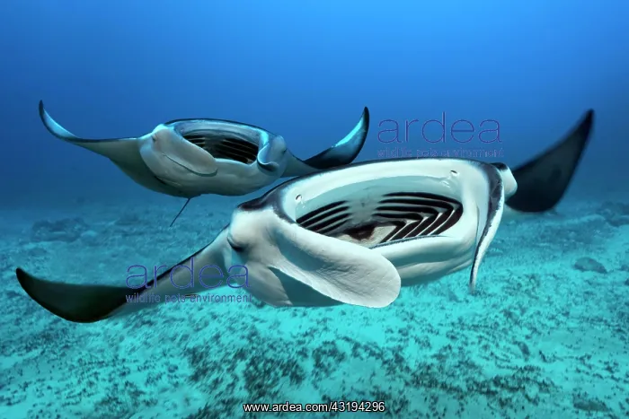 : Two Reef manta rays (Mobula alfredi) swims with : Two Reef manta rays (Mobula alfredi) swims with
