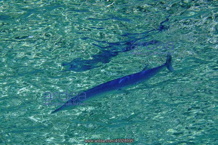 : Reef Needlefish near surface - Pasir Tidore dive : Reef Needlefish near surface - Pasir Tidore dive