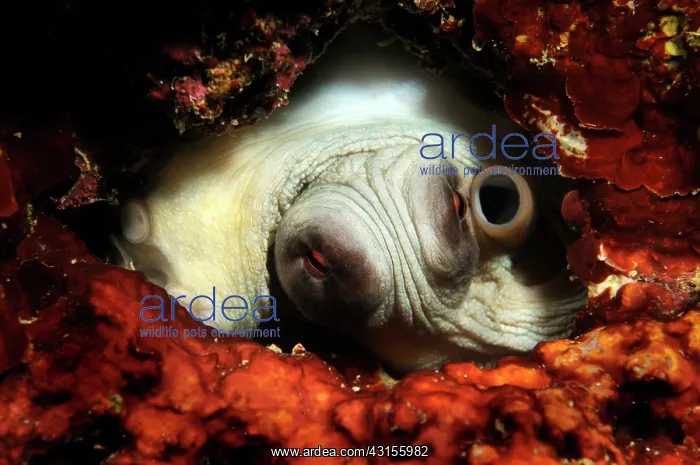 : Reef Octopus : Reef Octopus