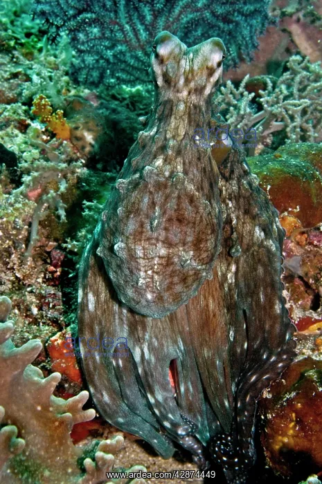 : Reef Octopus - camouflaged : Reef Octopus - camouflaged