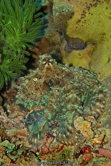 : Reef Octopus - Not easily seen this octopus has : Reef Octopus - Not easily seen this octopus has