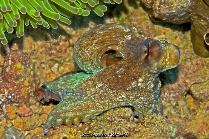 : Reef Octopus - about to hide beneath an anemone : Reef Octopus - about to hide beneath an anemone