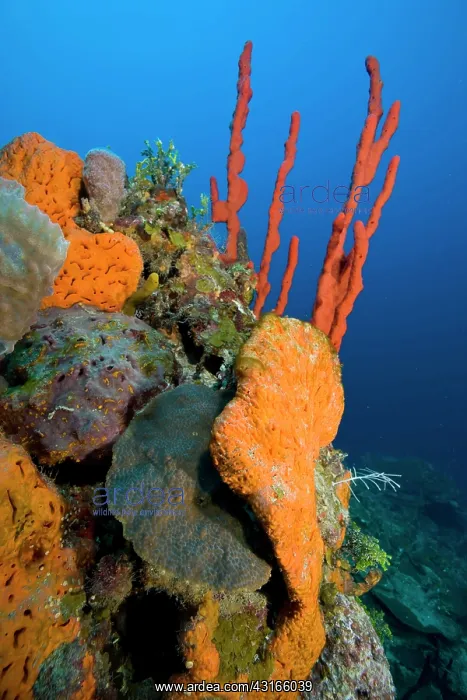 : Reef with orange elephant ear sponge Agelas clathrodes and r : Reef with orange elephant ear sponge Agelas clathrodes and r