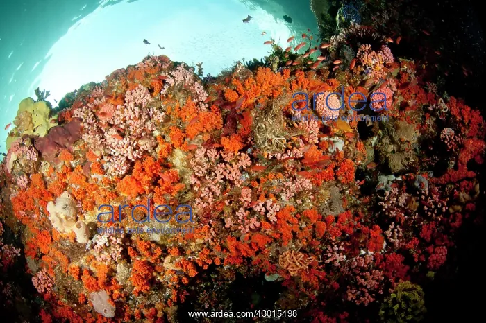  : Reef with orange soft corals
