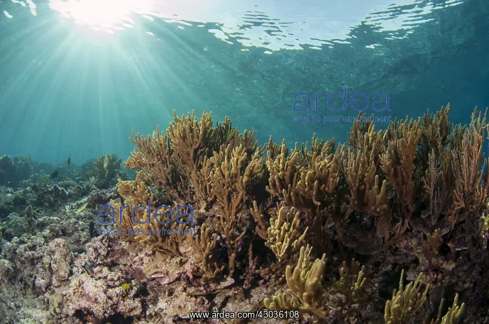: Reef scene - Coral with sun in background - Run : Reef scene - Coral with sun in background - Run