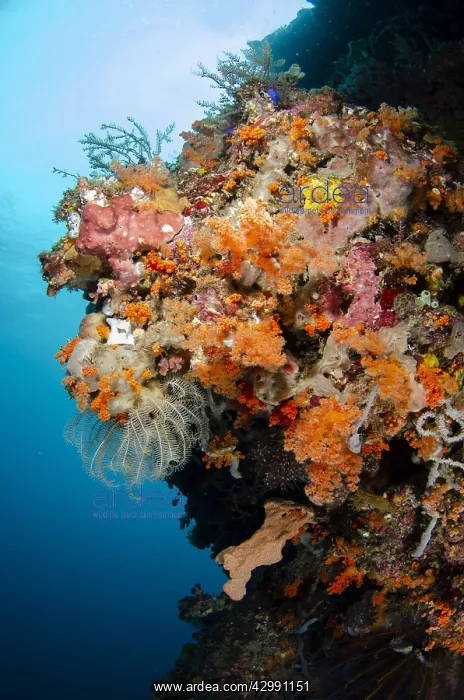  : Reef scene - Crinoid with sun in background - The
