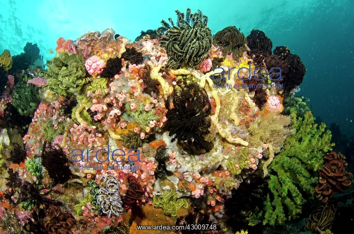 : Reef Scene with crinoids and coral Pelican Head : Reef Scene with crinoids and coral Pelican Head