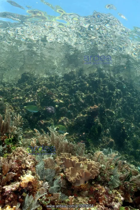 : Reef Scene with hills and sky in background Baleh : Reef Scene with hills and sky in background Baleh