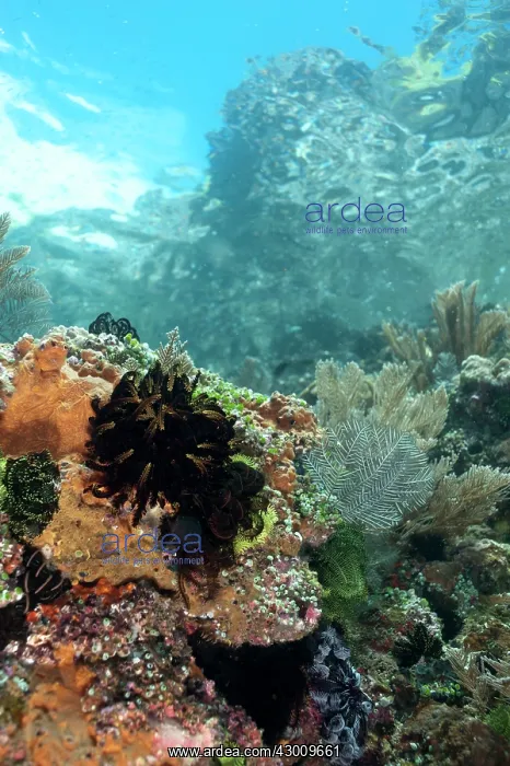 : Reef Scene with hills and sky in background Baleh : Reef Scene with hills and sky in background Baleh