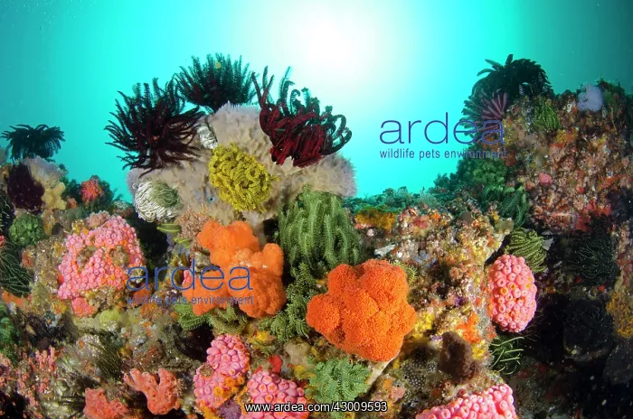 : Reef Scene with soft corals and crinoids against : Reef Scene with soft corals and crinoids against