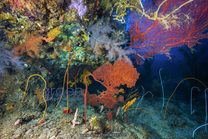 : Reef scenery at a depth of 70 metres at the bott : Reef scenery at a depth of 70 metres at the bott