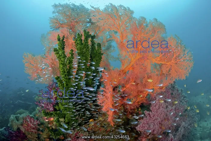 : Reef scenics, Raja Ampat Islands, Irian : Reef scenics, Raja Ampat Islands, Irian