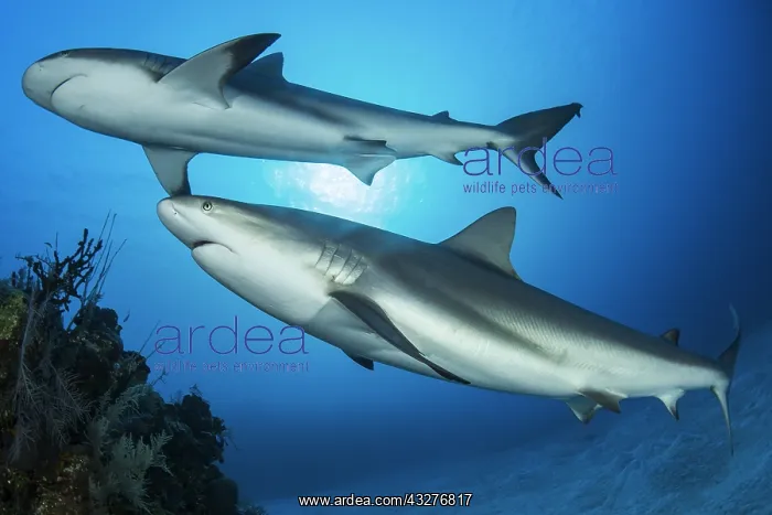 : Reef sharks (Carcharhinus perezi), Queen's Gardens : Reef sharks (Carcharhinus perezi), Queen's Gardens
