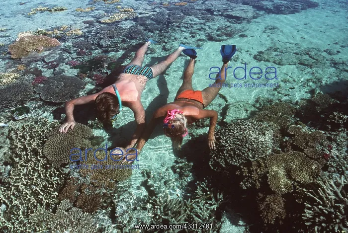 : REEF - TWO SNORKELLERS : REEF - TWO SNORKELLERS