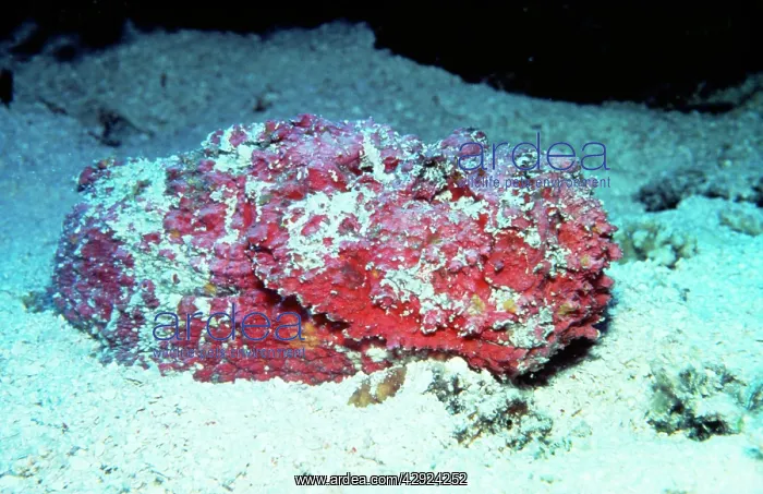 : Reef Stonefish : Reef Stonefish