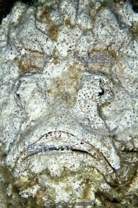 : Reef Stonefish : Reef Stonefish