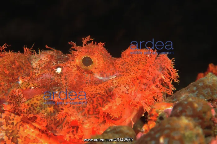 : Reef Stonefish : Reef Stonefish