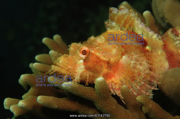 : Reef Stonefish : Reef Stonefish