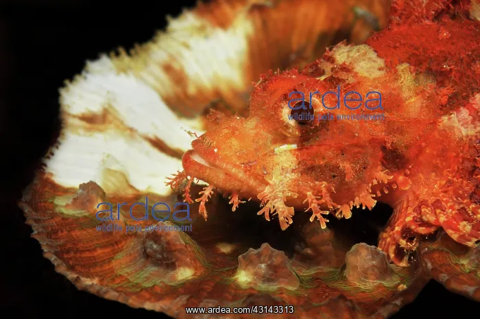 : Reef Stonefish : Reef Stonefish