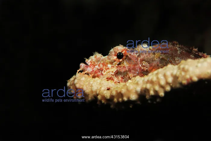 : Reef Stonefish : Reef Stonefish