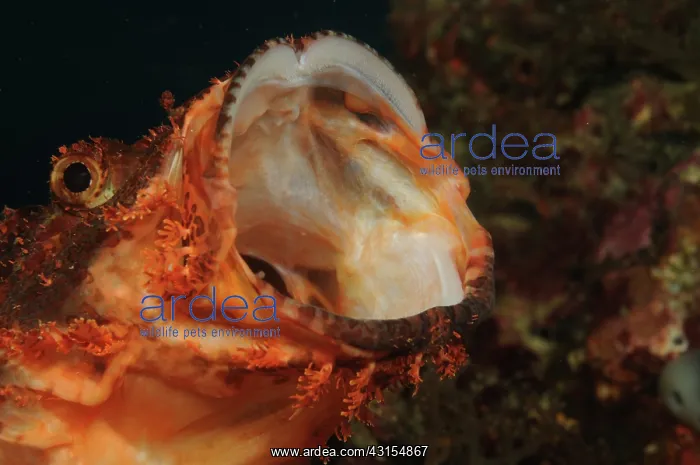 : Reef Stonefish : Reef Stonefish