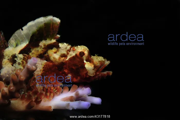 : Reef Stonefish : Reef Stonefish