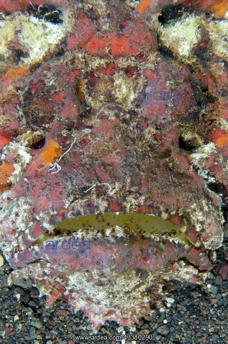 : Reef Stonefish : Reef Stonefish