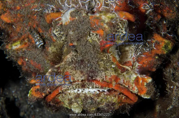 : Reef Stonefish - Ghost Bay dive site, Amed, Karangasem : Reef Stonefish - Ghost Bay dive site, Amed, Karangasem
