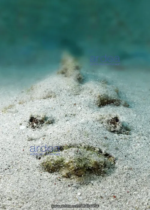 : Reef stonefish (Synanceia verrucosa), from front : Reef stonefish (Synanceia verrucosa), from front