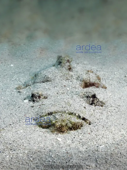 : Reef stonefish (Synanceia verrucosa), very poisonous : Reef stonefish (Synanceia verrucosa), very poisonous
