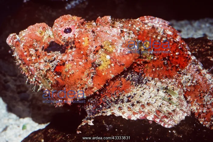 : REEF STONEFISH - VENOMOUS : REEF STONEFISH - VENOMOUS