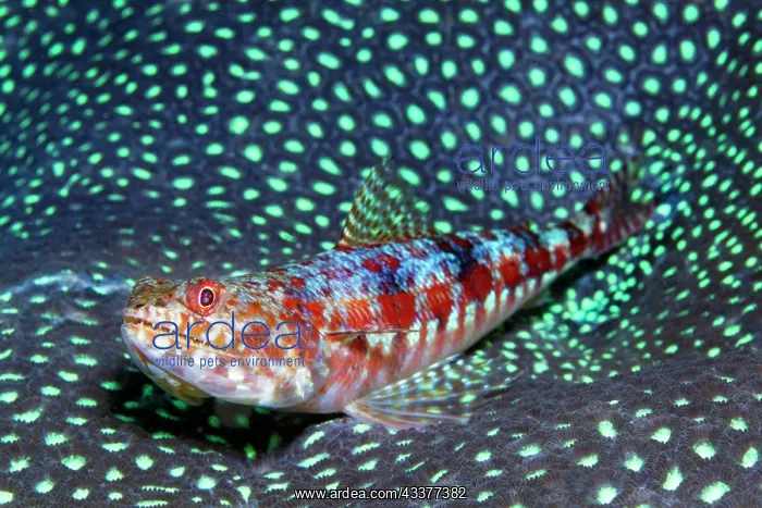 : Reef variegated lizardfish (Synodus variegatus) : Reef variegated lizardfish (Synodus variegatus)