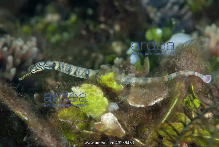  : Reeftop Pipefish