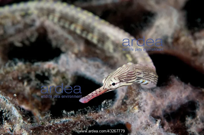 : Reeftop Pipefish : Reeftop Pipefish