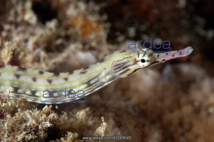 : Reeftop Pipefish : Reeftop Pipefish