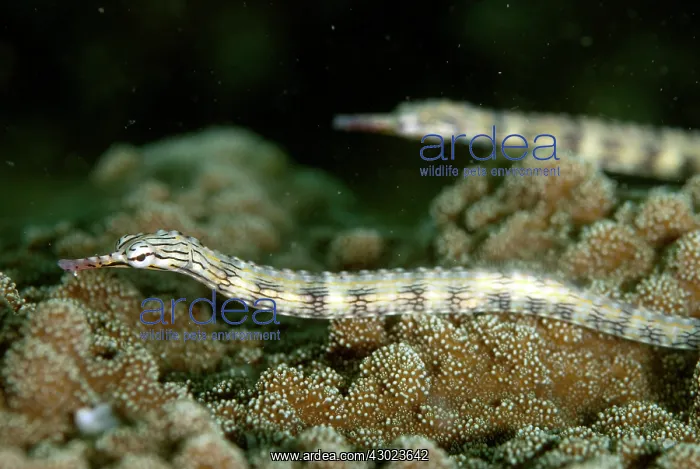  : Reeftop Pipefish pair on night dive