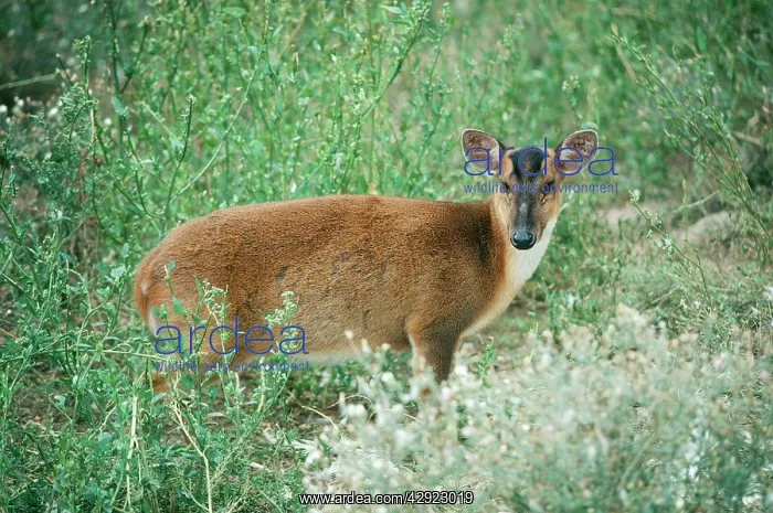 : Reeve's / Chinese Muntjac Deer - female : Reeve's / Chinese Muntjac Deer - female