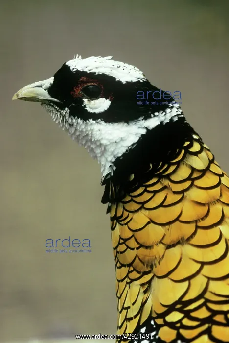 : Reeve's Pheasant - male : Reeve's Pheasant - male