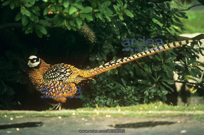 : Reeve's Pheasant - male : Reeve's Pheasant - male