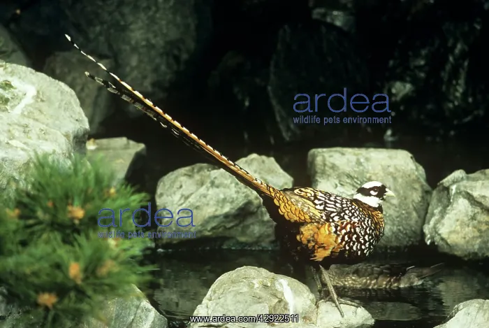 : Reeve's Pheasant - male : Reeve's Pheasant - male