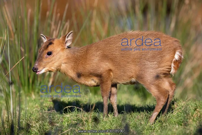 : Reeves's Muntjac Deer : Reeves's Muntjac Deer