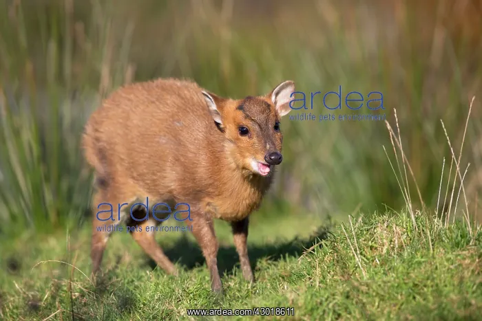 : Reeves's Muntjac Deer : Reeves's Muntjac Deer