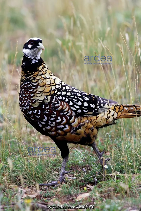 : Reeves's Pheasant male : Reeves's Pheasant male