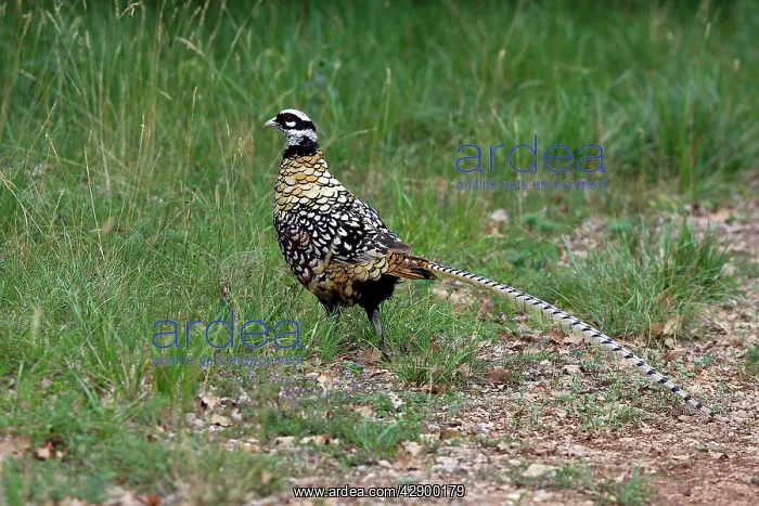 : Reeves's Pheasant male : Reeves's Pheasant male